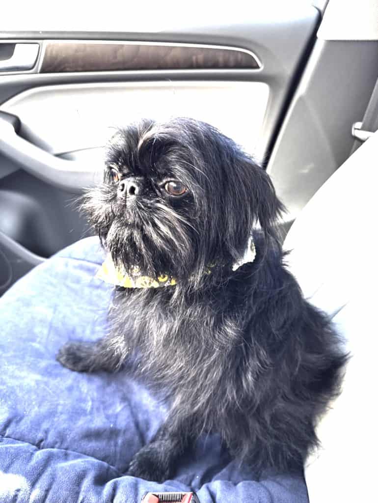 dog sitting in car seat